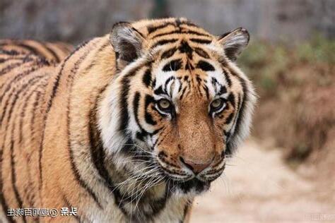 解夢 老虎